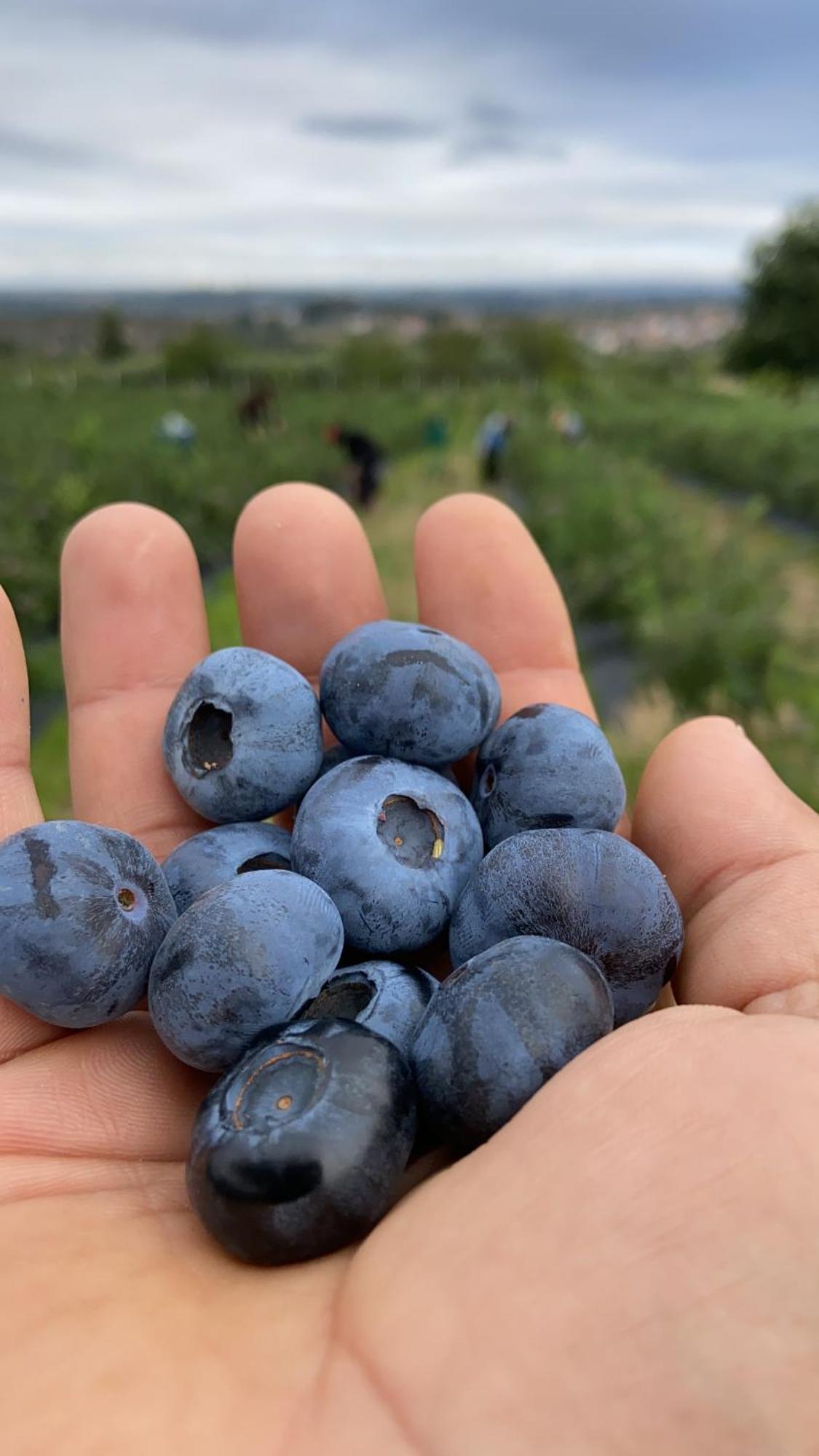 Quinta Da Cumieira Nova Villa Seia Kültér fotó